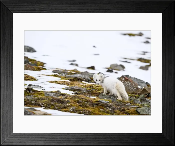 Framed Print : Arctic fox cub (Vulpes lagopus) in Svalbard with fur lice Framed Print : Arctic fox cub (Vulpes lagopus) in Svalbard with fur lice