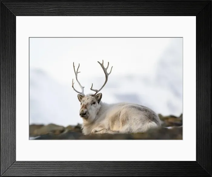 Framed Print : The Svalbard reindeer (Rangifer tarandus platyrhynchus) in early spring Framed Print : The Svalbard reindeer (Rangifer tarandus platyrhynchus) in early spring