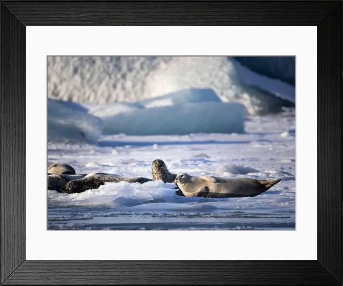 Framed Print : A group of seals enjoys a sunny day on the frozen surface in the middle of glacial Iceland Framed Print : A group of seals enjoys a sunny day on the frozen surface in the middle of glacial Iceland