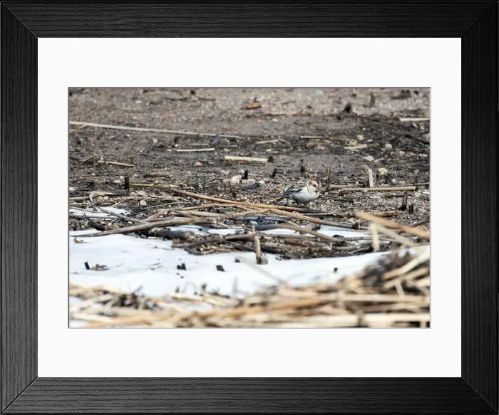Framed Print : Small bird walk the coast of frozen Baltic Sea