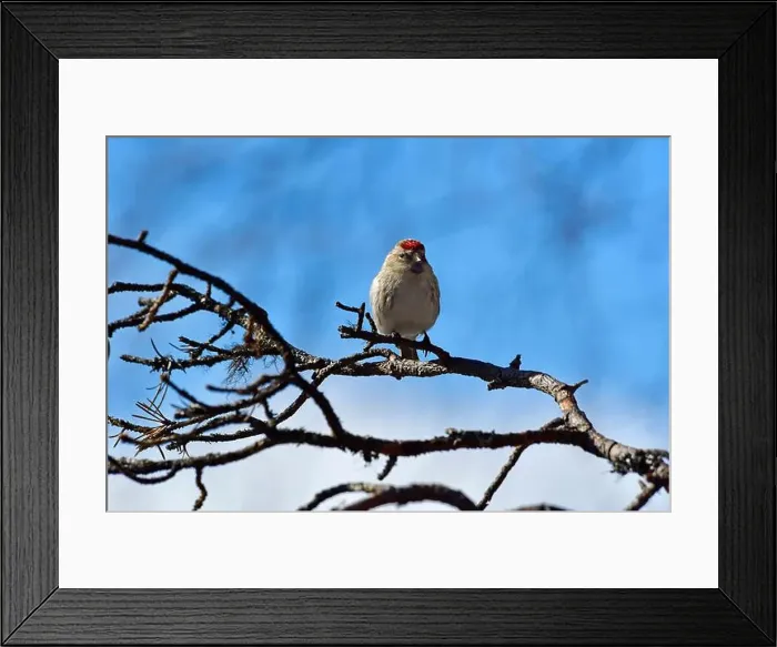Framed Print : Finland, Kaamanen, Carduelis hornemanni, Arctic Redpoll Framed Print : Finland, Kaamanen, Carduelis hornemanni, Arctic Redpoll