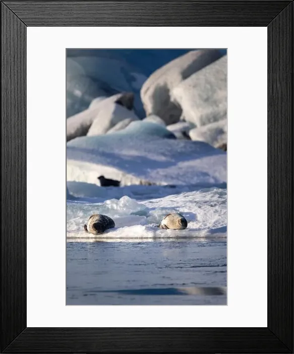 Framed Print : Two seals bask on small ice floes amidst the tranquil and icy waters of a glacial lagoon in Iceland Framed Print : Two seals bask on small ice floes amidst the tranquil and icy waters of a glacial lagoon in Iceland