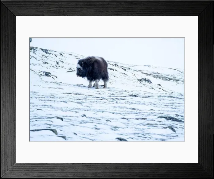 Framed Print : Beautiful portrait of a baby musk ox walks through the snow looking for something to eat among stones Framed Print : Beautiful portrait of a baby musk ox walks through the snow looking for something to eat among stones