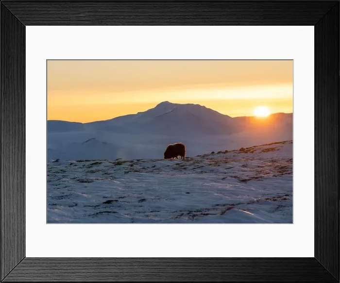 Framed Print : Beautiful portrait of a baby musk ox with the first rays of sunset sun in a majestic and idyllic landscape in Norway Framed Print : Beautiful portrait of a baby musk ox with the first rays of sunset sun in a majestic and idyllic landscape in Norway