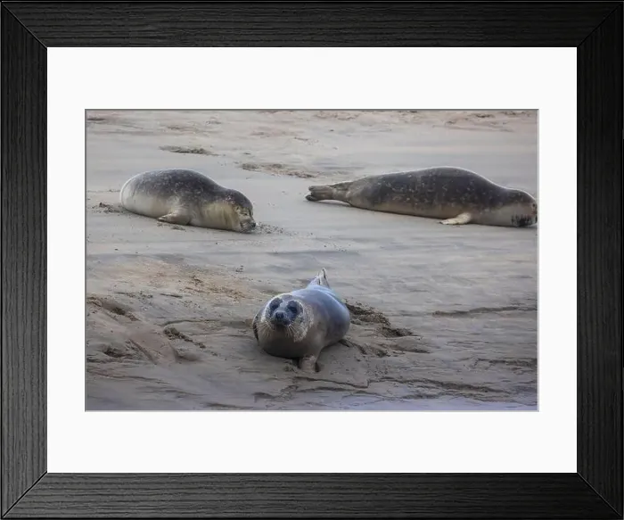 Framed Print : A beautiful seal lies on the sand Framed Print : A beautiful seal lies on the sand