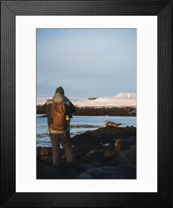 Framed Print : Anonymous hiker observing a seal on the rocky Icelandic coast with a picturesque snowy backdrop under the soft glow of Framed Print : Anonymous hiker observing a seal on the rocky Icelandic coast with a picturesque snowy backdrop under the soft glow of