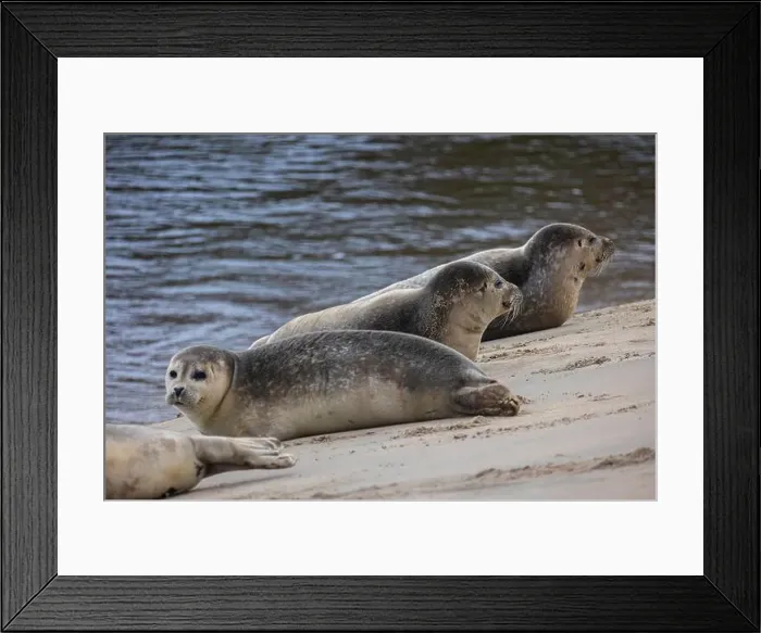 Framed Print : A beautiful seal lies on the sand Framed Print : A beautiful seal lies on the sand