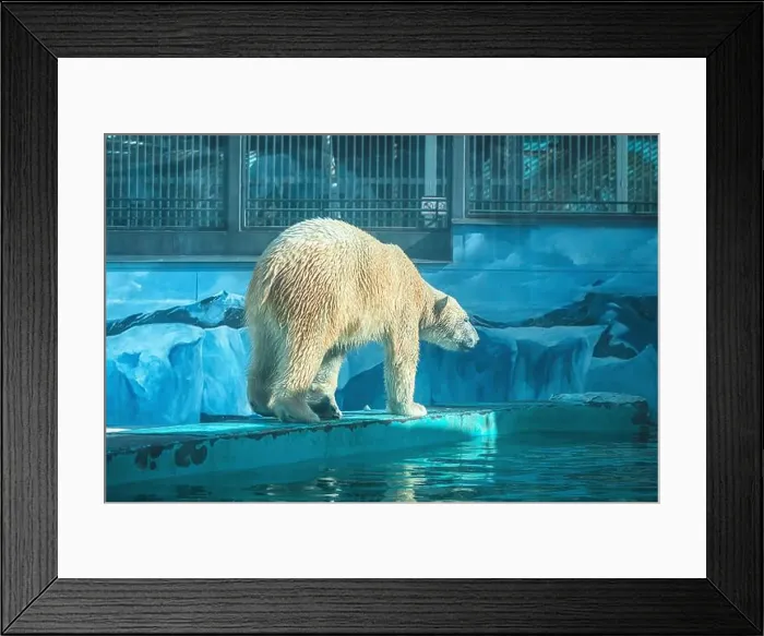 Framed Print : a polar bear in a zoo walks on a ledge on a blue background in the form of ice floes Framed Print : a polar bear in a zoo walks on a ledge on a blue background in the form of ice floes