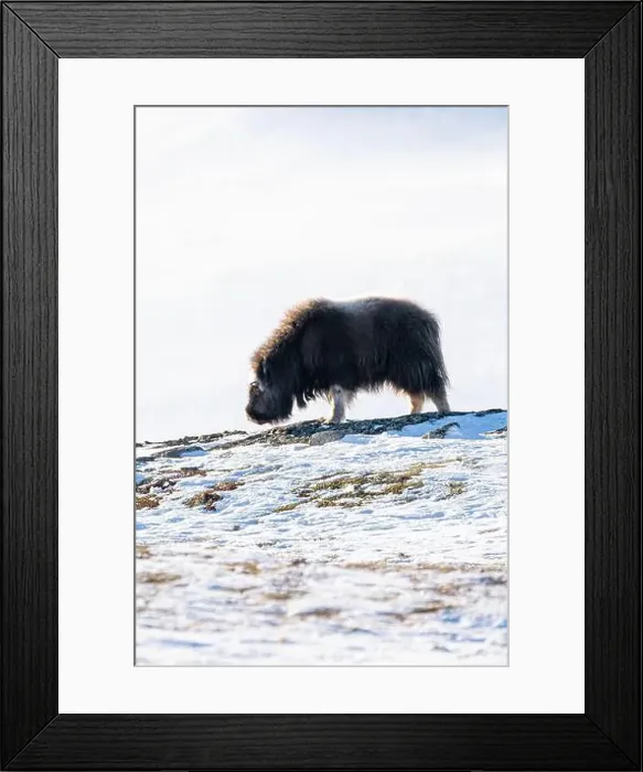Framed Print : Beautiful portrait of a baby musk ox walks through the snow looking for something to eat among stones Framed Print : Beautiful portrait of a baby musk ox walks through the snow looking for something to eat among stones