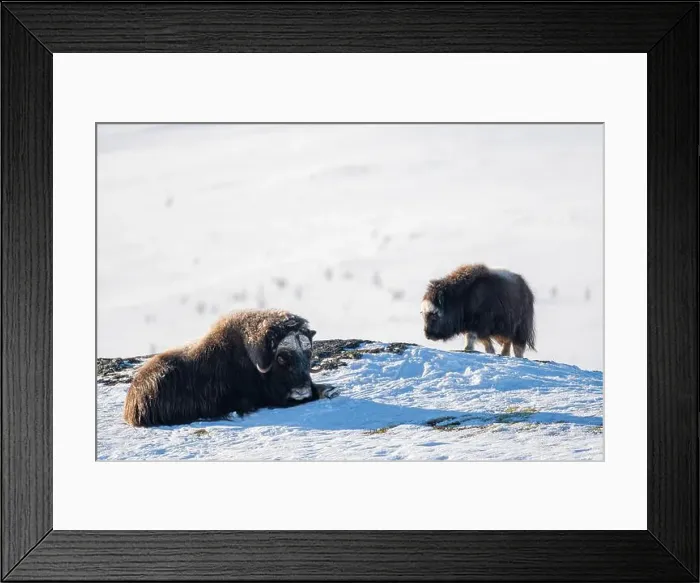 Framed Print : Beautiful portrait of a baby musk ox with the first rays of sunset sun in a majestic and idyllic landscape in Norway Framed Print : Beautiful portrait of a baby musk ox with the first rays of sunset sun in a majestic and idyllic landscape in Norway