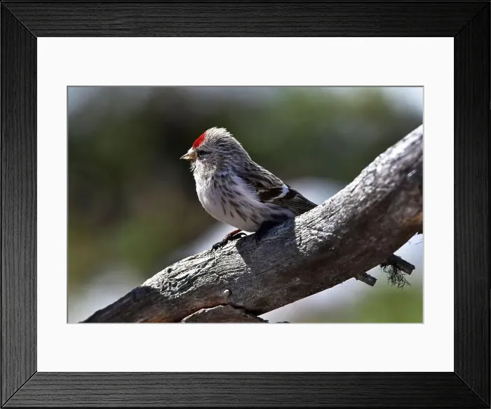Framed Print : Finland, Kaamanen, Carduelis hornemanni, Arctic Redpoll Framed Print : Finland, Kaamanen, Carduelis hornemanni, Arctic Redpoll