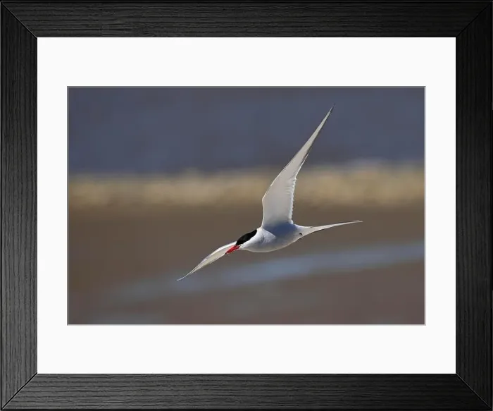 Framed Print : Arctic tern (Sterna paradisaea) in flight