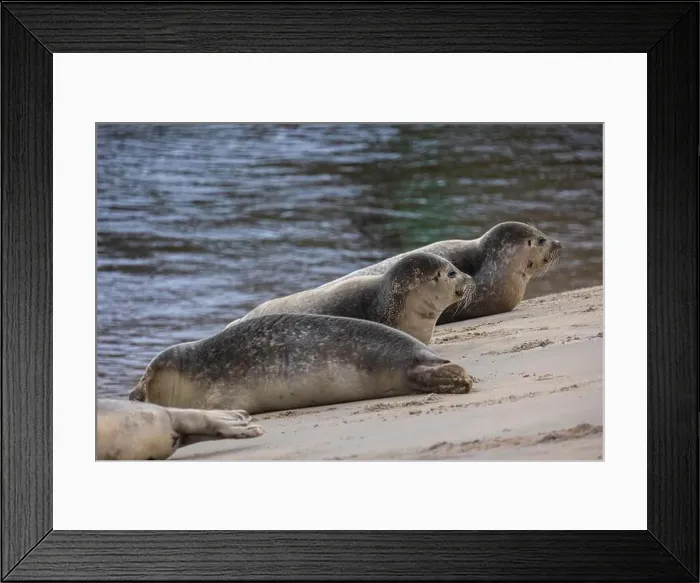 Framed Print : A beautiful seal lies on the sand Framed Print : A beautiful seal lies on the sand