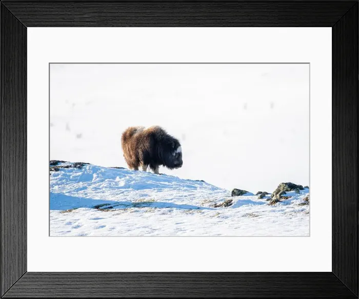 Framed Print : Beautiful portrait of a baby musk ox with the first rays of sunset sun in a majestic and idyllic landscape in Norway Framed Print : Beautiful portrait of a baby musk ox with the first rays of sunset sun in a majestic and idyllic landscape in Norway