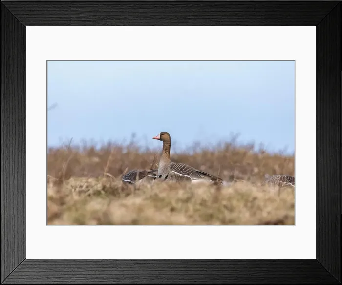 Framed Print : Greater white-fronted geese in Estonia Framed Print : Greater white-fronted geese in Estonia