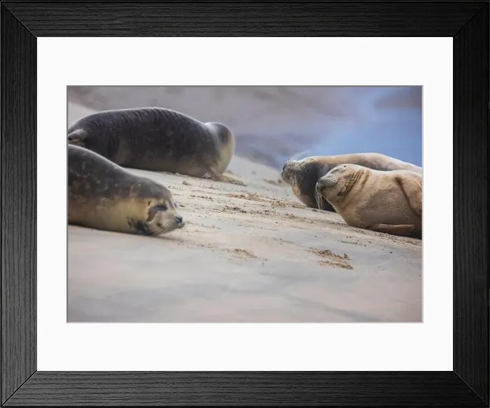 Framed Print : A beautiful seal lies on the sand Framed Print : A beautiful seal lies on the sand