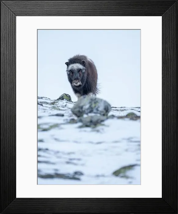 Framed Print : Beautiful portrait of a baby musk ox walks through the snow looking for something to eat among stones Framed Print : Beautiful portrait of a baby musk ox walks through the snow looking for something to eat among stones