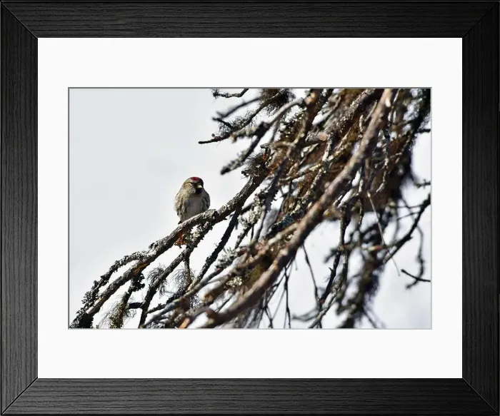 Framed Print : Finland, Kaamanen, Carduelis hornemanni, Arctic Redpoll Framed Print : Finland, Kaamanen, Carduelis hornemanni, Arctic Redpoll