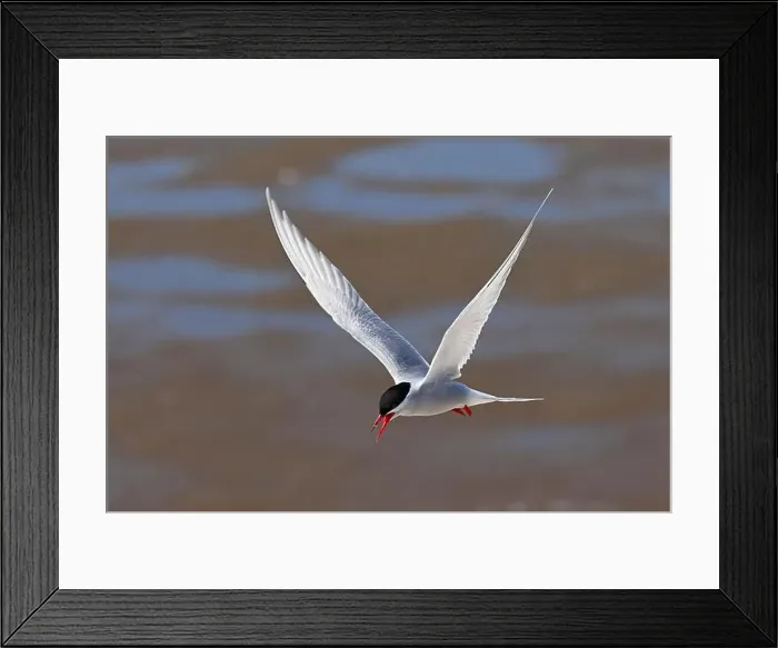 Framed Print : Arctic tern (Sterna paradisaea) in flight