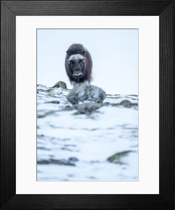 Framed Print : Beautiful portrait of a baby musk ox walks through the snow looking for something to eat among stones Framed Print : Beautiful portrait of a baby musk ox walks through the snow looking for something to eat among stones