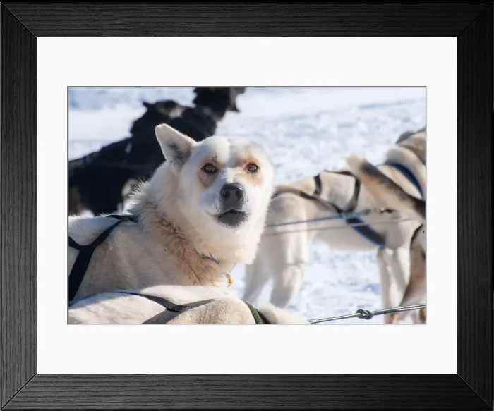 Framed Print : Brown and white sled dog, harnessed and ready, against snowy bac Framed Print : Brown and white sled dog, harnessed and ready, against snowy bac