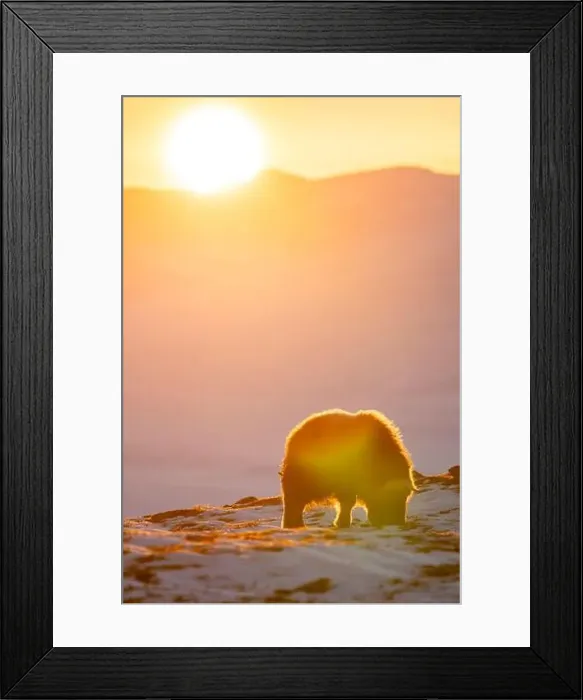 Framed Print : Beautiful portrait of a baby musk ox in the snow looking for something to eat among stones Framed Print : Beautiful portrait of a baby musk ox in the snow looking for something to eat among stones