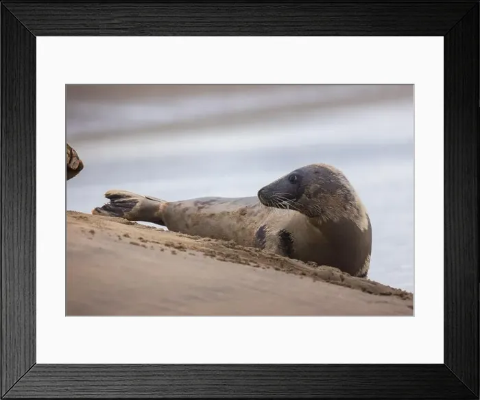 Framed Print : A beautiful seal lies on the sand Framed Print : A beautiful seal lies on the sand