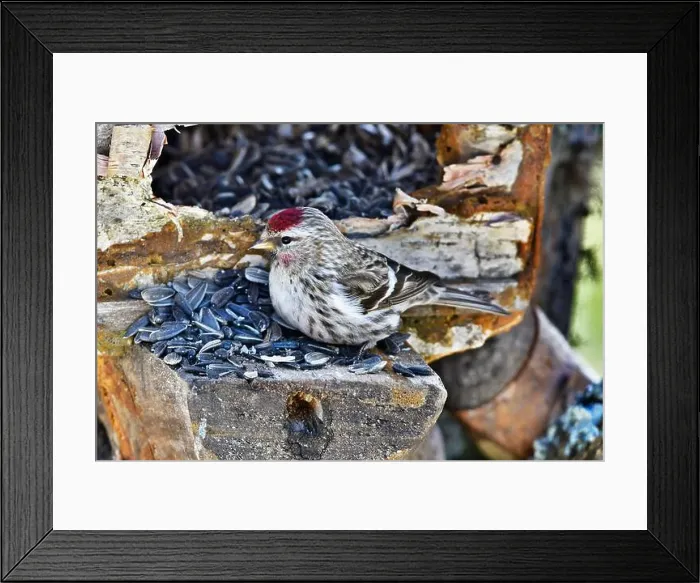 Framed Print : Finland, Kaamanen, Carduelis hornemanni, Arctic Redpoll Framed Print : Finland, Kaamanen, Carduelis hornemanni, Arctic Redpoll