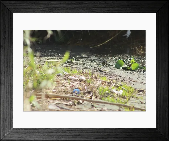 Framed Print : Common sandpiper, Actitis hypoleucos, at lake. Actitis hypoleucos, is a small Palearctic wader Framed Print : Common sandpiper, Actitis hypoleucos, at lake. Actitis hypoleucos, is a small Palearctic wader