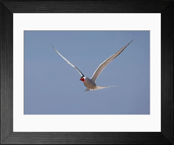 Framed Print : Screeching Arctic Arctic Tern (Sterna paradisaea) in flight Framed Print : Screeching Arctic Arctic Tern (Sterna paradisaea) in flight