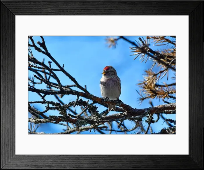 Framed Print : Finland, Kaamanen, Carduelis hornemanni, Arctic Redpoll Framed Print : Finland, Kaamanen, Carduelis hornemanni, Arctic Redpoll