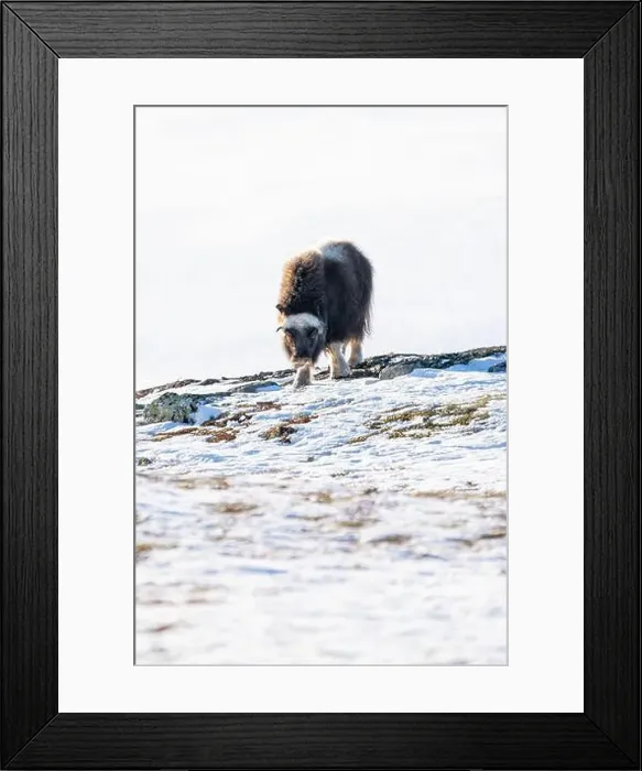 Framed Print : Beautiful portrait of a baby musk ox walks through the snow looking for something to eat among stones Framed Print : Beautiful portrait of a baby musk ox walks through the snow looking for something to eat among stones