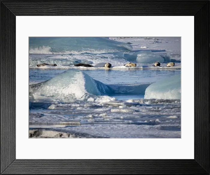 Framed Print : Seals bask in the sun on ice chunks scattered across a serene, icy landscape in the waters of Iceland Framed Print : Seals bask in the sun on ice chunks scattered across a serene, icy landscape in the waters of Iceland