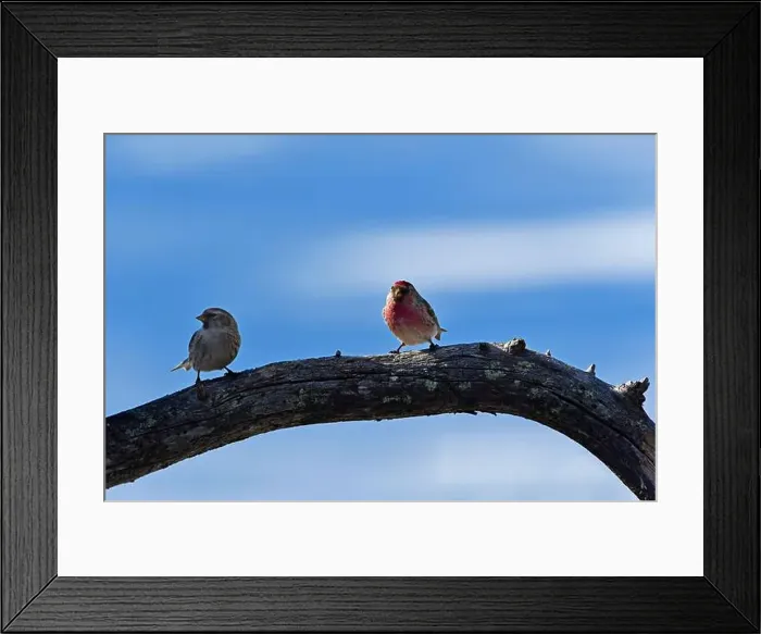 Framed Print : Finland, Kaamanen, Carduelis flammea, Redpoll ;Carduelis hornemanni, Arctic Redpoll Framed Print : Finland, Kaamanen, Carduelis flammea, Redpoll ;Carduelis hornemanni, Arctic Redpoll