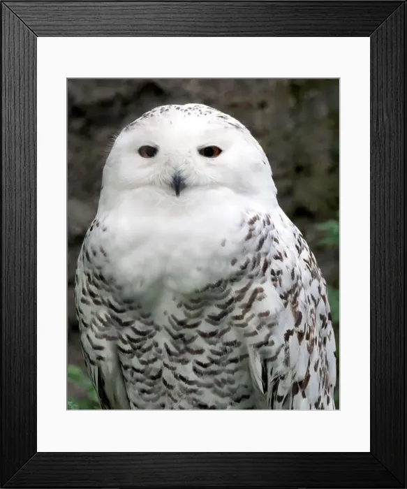 Framed Print : Snowy owl, polar owl, white owl, Arctic owl, Schnee-Eule, Harfang des neiges, Bubo scandiacus, hóbagoly, Zoo