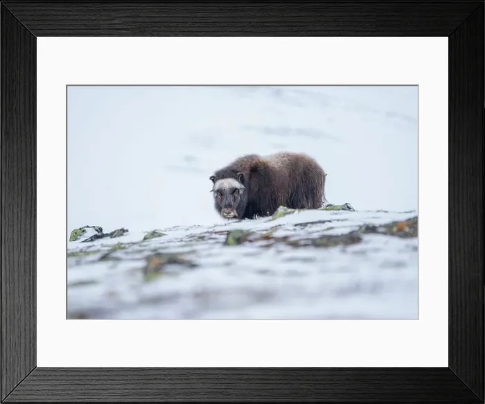 Framed Print : Beautiful portrait of a baby musk ox walks through the snow looking for something to eat among stones Framed Print : Beautiful portrait of a baby musk ox walks through the snow looking for something to eat among stones