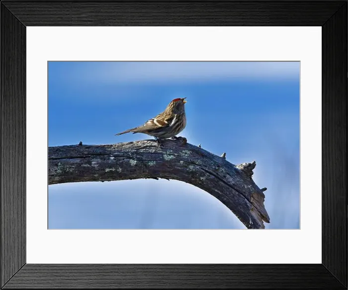 Framed Print : Finland, Kaamanen, Carduelis hornemanni, Arctic Redpoll Framed Print : Finland, Kaamanen, Carduelis hornemanni, Arctic Redpoll