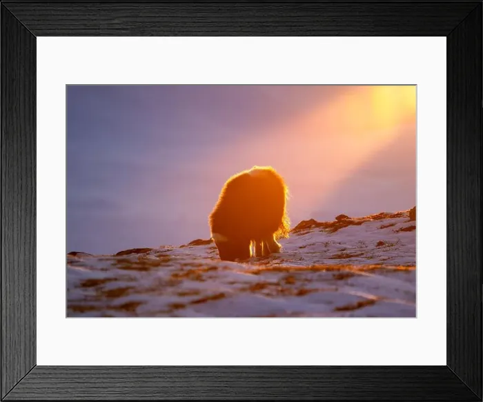 Framed Print : Beautiful portrait of a baby musk ox in the snow looking for something to eat among stones Framed Print : Beautiful portrait of a baby musk ox in the snow looking for something to eat among stones
