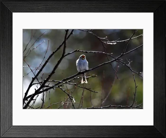 Framed Print : Finland, Kaamanen, Carduelis hornemanni, Arctic Redpoll Framed Print : Finland, Kaamanen, Carduelis hornemanni, Arctic Redpoll