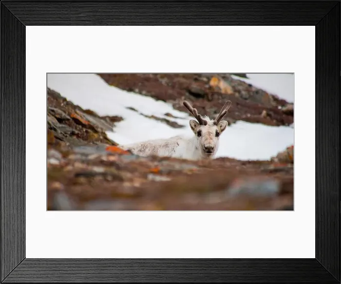Framed Print : Reindeer, Rangifer tarandus, Gipsvika, Sassenfjorden, Arctic, Spitsbergen, Svalbard, Norway, Europe Framed Print : Reindeer, Rangifer tarandus, Gipsvika, Sassenfjorden, Arctic, Spitsbergen, Svalbard, Norway, Europe