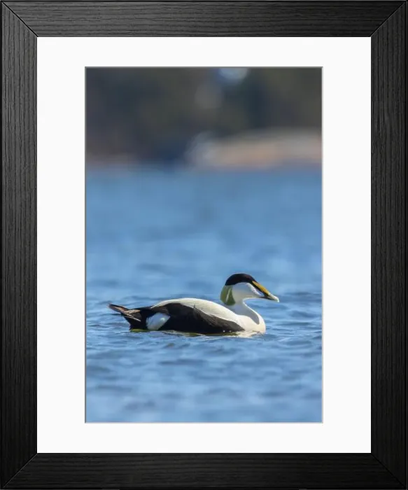 Framed Print : A male common eider in Finlad
