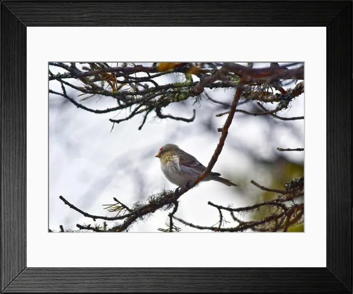 Framed Print : Finland, Kaamanen, Carduelis hornemanni, Arctic Redpoll Framed Print : Finland, Kaamanen, Carduelis hornemanni, Arctic Redpoll