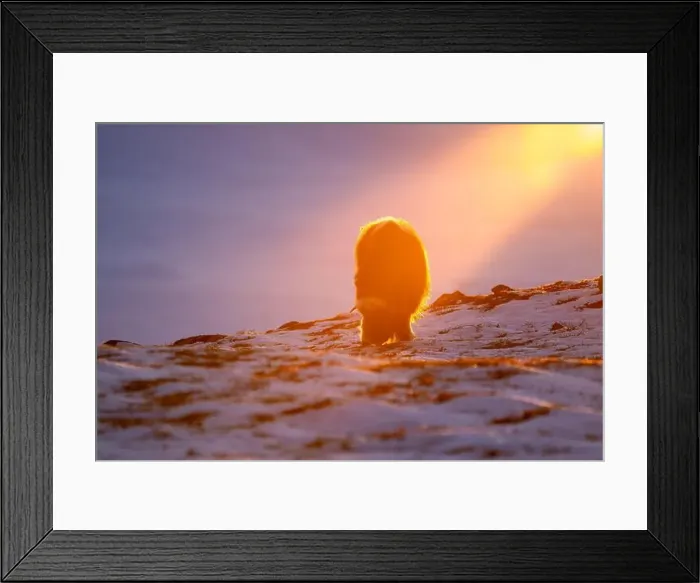 Framed Print : Beautiful portrait of a baby musk ox in the snow looking for something to eat among stones Framed Print : Beautiful portrait of a baby musk ox in the snow looking for something to eat among stones