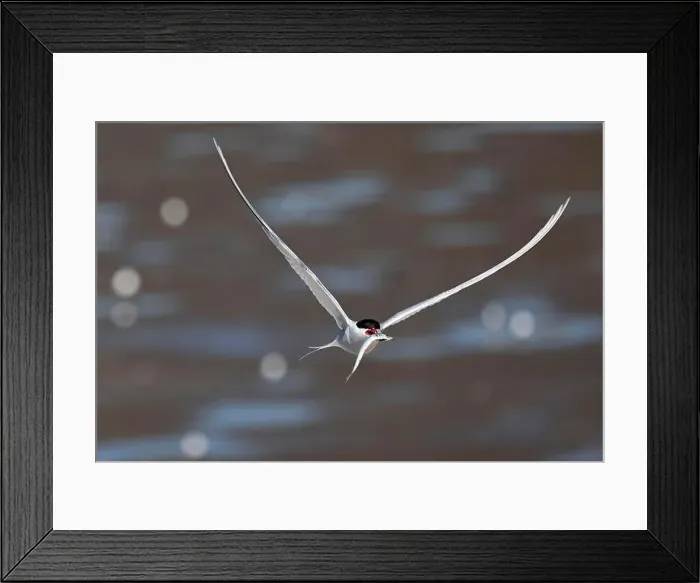 Framed Print : Arctic tern (Sterna paradisaea) in flight with fish in its beak Framed Print : Arctic tern (Sterna paradisaea) in flight with fish in its beak
