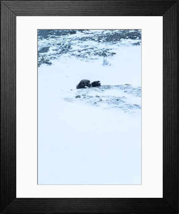 Framed Print : Beautiful portrait of a baby muskox and its mother in a blizzard in a snowy landscape between mountains in Norway Framed Print : Beautiful portrait of a baby muskox and its mother in a blizzard in a snowy landscape between mountains in Norway