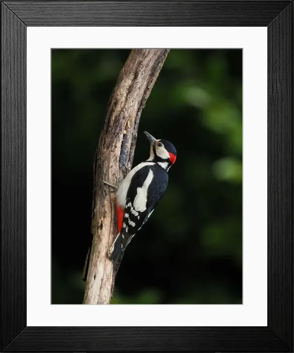 Framed Print : This pair of great spotted woodpeckers are taking advantage of an easy food source in my garden some of which they are Framed Print : This pair of great spotted woodpeckers are taking advantage of an easy food source in my garden some of which they are