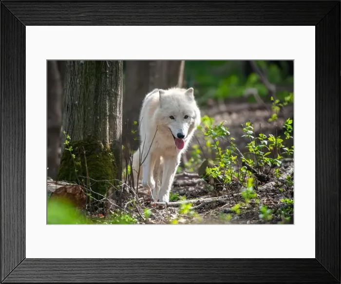 Framed Print : A white wolf stands confidently next to a tall tree in a dense forest Framed Print : A white wolf stands confidently next to a tall tree in a dense forest