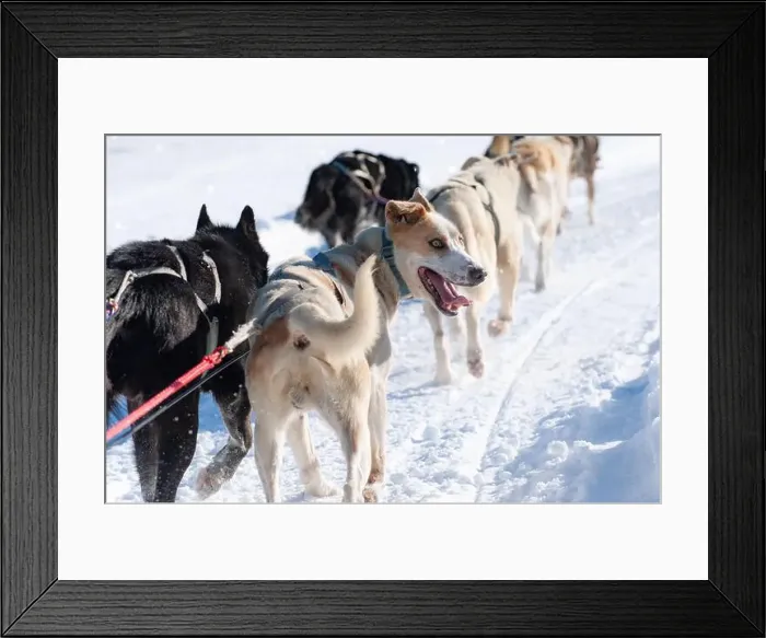 Framed Print : Energetic sled dog team in mid-action on a snowy trail Framed Print : Energetic sled dog team in mid-action on a snowy trail