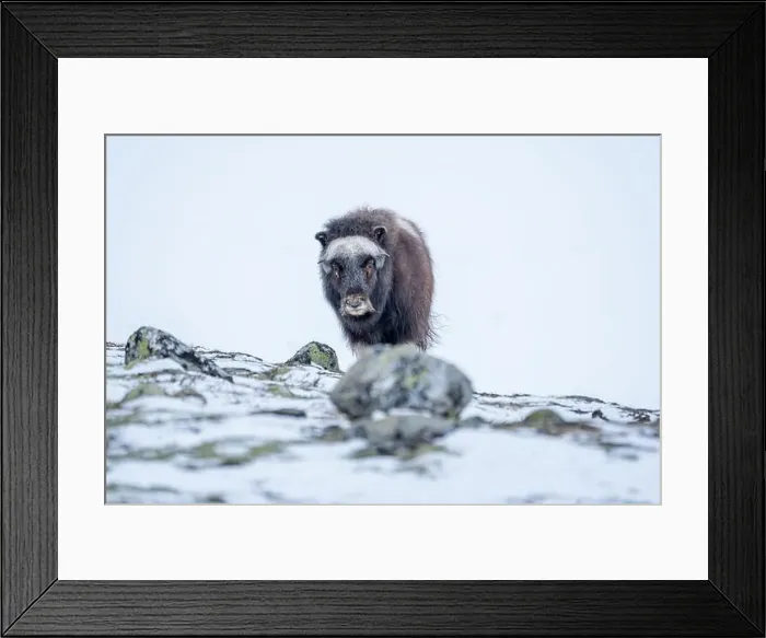 Framed Print : Beautiful portrait of a baby musk ox walks through the snow looking for something to eat among stones Framed Print : Beautiful portrait of a baby musk ox walks through the snow looking for something to eat among stones