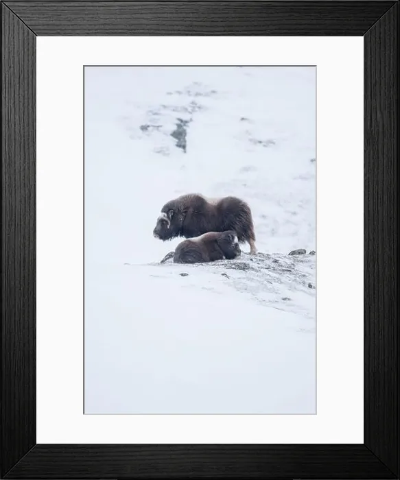 Framed Print : Beautiful portrait of a baby muskox and its mother in a blizzard in a snowy landscape between mountains in Norway Framed Print : Beautiful portrait of a baby muskox and its mother in a blizzard in a snowy landscape between mountains in Norway